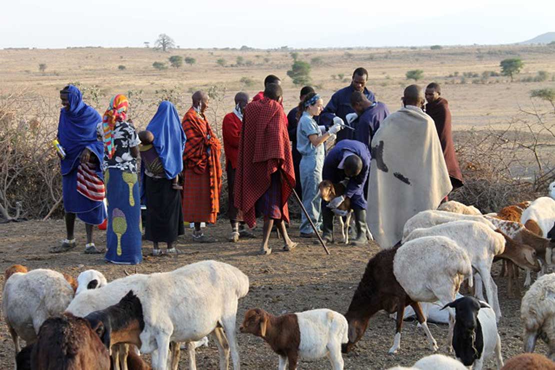 African Food Safety Project Awarded 8 8million Massey University